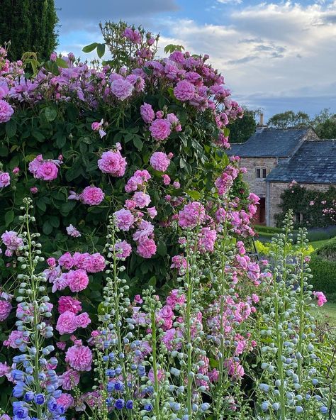 Ispahan Rose, Rusted Steel, Scented Flowers, Topiary Garden, Herbaceous Border, Northern England, Drought Resistant, Damask Rose, Modern English