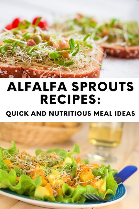 Delicious Alfalfa Sprouts Recipes Alphalfa Sprouts, Recipes With Sprouts, Alfalfa Sprouts Recipes, Homesteader Recipes, Nutritious Meal Ideas, Bean Sprout Recipes, Microgreens Recipe, Sprouts Recipes, Tummy Yummy