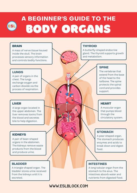 Understanding the internal organs of the human body and their functions is crucial for grasping how our bodies work. This comprehensive guide will explore the vocabulary related to human body organs, providing detailed explanations of each internal body part. Human Respiratory System, Parts Of Body, Human Body Organs, Health Notes, Nurse Study, Nurse Study Notes, Internal Organs, Body Organs, School Worksheets