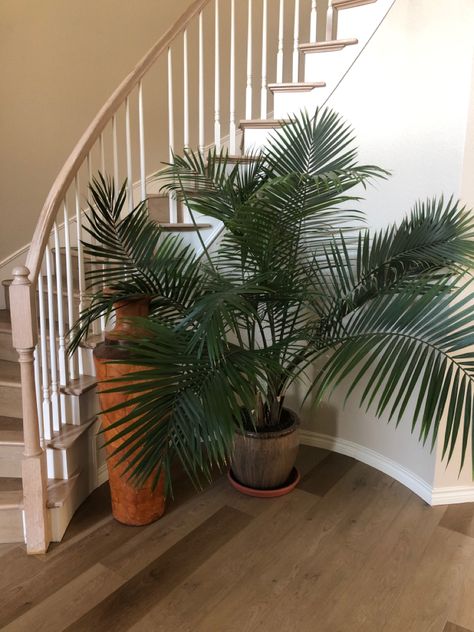 Majestic Palm, Indoor Garden, Plant Decor, Indoor Plants, Entryway, Plants