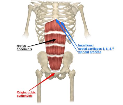 Rectus Abdominis Muscle Its Attachments and Actions - Yoganatomy Abdominal Muscles Anatomy, Rectus Abdominis Muscle, Rectus Abdominis, Muscle Tear, Human Muscle Anatomy, Muscle Anatomy, Teacup Yorkie, Doctor On Call, Muscle Strain