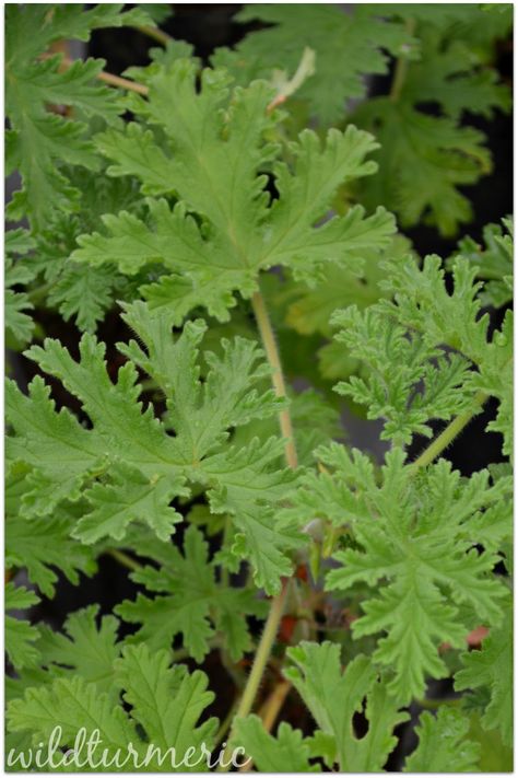 Pelargonium graveolens also commonly called as rose geranium has amazing medicinal uses. It also has an amazing smell of roses which is mesmerising. Pelargonium essential oil extracted from the leaves also have wonderful uses. Pelargonium… Sensory Plants, Oil For Healthy Hair, Healthy Hair And Skin, Scented Geranium, Natural Hair Mask, Pelargonium Graveolens, For Healthy Hair, Geranium Oil, Rose Geranium