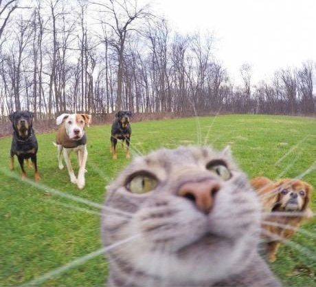 Selfie Cat, Cat Selfie, Dog Selfie, Taking Selfies, Funny Cat, Cats And Dogs, A Cat, Funny Cats, Cute Cats