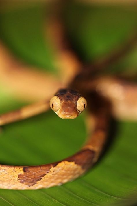 Snake Looking At You, Silly Snake, Aesthetic Snakes, Unique Snakes, Snake Breeds, Snake Photos, Snakes, Cool Snakes, Colorful Snakes