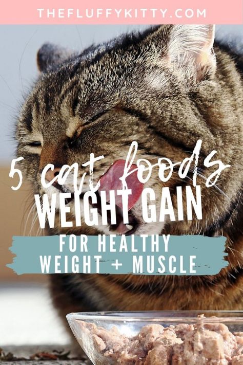 How to Fatten up a Cat: Best Cat Food to Gain Weight {Dry + Wet Food} Wet Food For Cats, What To Feed Cats, Foods Cats Can Eat, Diy Cat Food, Cat Vitamins, Healthy Cat Food, Fluffy Kitty, Homemade Cat Food, Cats Food