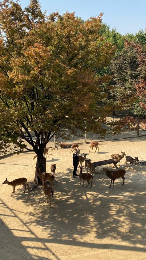 Seoul Forest: park in the city where locals hangout - Tofu V Travels Seoul Forest Park, Seoul Forest, Jeju City, Visit Seoul, Nami Island, Gyeongju, Korea Travel, Bucket List Destinations, Forest Park