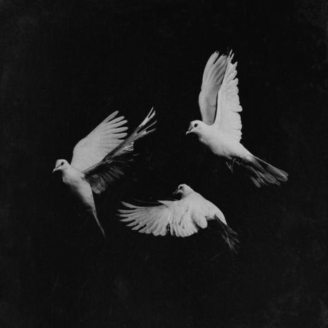 Trendy Photography, Photography Black And White, Night Art, Cute Birds, Most Beautiful, Birds, Black And White, Photography, White