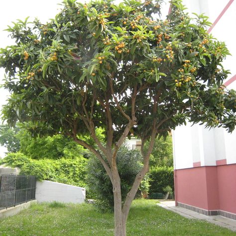 Loquat Tree, Architectural Plants, Patio Trees, Painted Front Porches, Painted Front Doors, Big Leaves, Ornamental Trees, Growing Seeds, Landscaping Plants