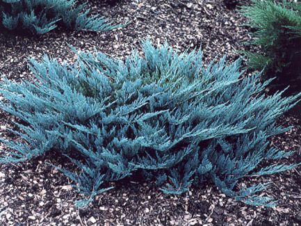 Blue Star Juniper  If you are interested in foliage shrubs, Blue Star Juniper is your best option of small evergreen shrubs. Consider this shrub a shorter, more compact version of Blue Spruce Trees because it has a similar appearance to the latter. While Blue Star has no flowers, its spiky blue needle-like leaves make up for the absence of these in a very grand manner. Resembling a bush, Blue Star is a dwarf plant that doesn’t grow more than 2 feet tall, making it an excellent choice for a groun Juniper Shrub, Blue Star Juniper, Small Evergreen Shrubs, Blue Spruce Tree, Landscaping Shrubs, Evergreen Landscape, Landscaping Trees, Front Landscaping, Garden Shrubs