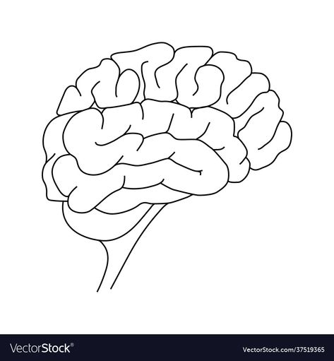 Brain Line Drawing, Brain Line Art, Brain Outline, Athletic Wallpaper, Brain Pictures, Brain Shape, Cricut Press, Brain Vector, Brain Icon