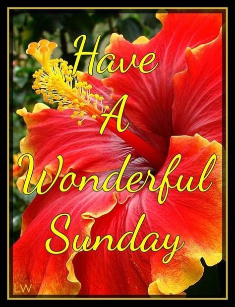 10 Sunday Blessings To Start The Day With Positivity Game Day Quotes, Happy Sunday Images, Weekend Greetings, Happy Sunday Morning, Sunday Pictures, Sunday Morning Quotes, Sunday Greetings, Sweet Sunday, Good Morning Sunday