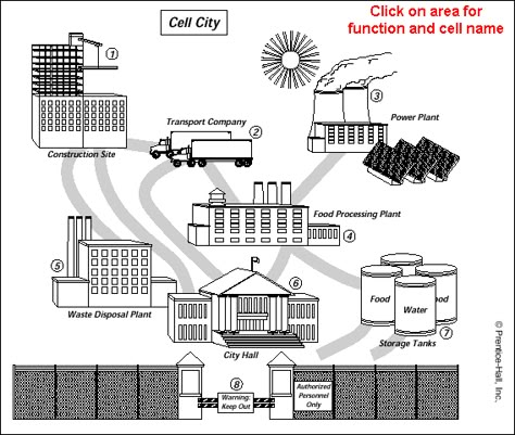 science.life.education: IMAGES & ANALOGIES AND MODELS & SYMBOLS Cell Analogy Project, Cell City Project, Analogy Worksheet, Bio Student, Cell Analogy, Cells Biology, Cell City, Jeffrey Morgan, Science Pictures