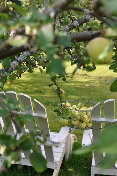 apple orchard Backyard Seating, Purple Home, Down On The Farm, Apple Tree, Event Styling, Lush Green, Dream Garden, Country Life, Country Cottage