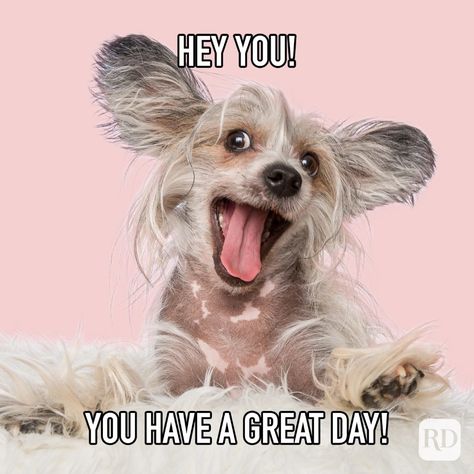 Have A Good Day At Work Funny, Funny Have A Good Day Memes Hilarious, Hey You Have A Great Day, Have A Great Day Quotes Funny Hilarious, Funny Hello Pictures, Have A Beautiful Day Images, Have A Great Day At Work, Have An Awesome Day Quotes, Good Morning Have A Good Day