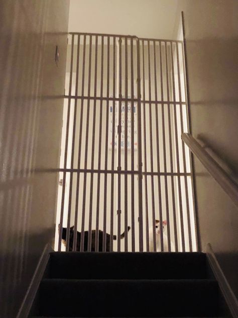 Cat Gates Indoor Diy, Cat Gates Indoor, Diy Cat Gate, Diy Cat Gates Indoor, Kitten Fostering, Indoor Gates, Tall Pet Gate, Puppy Gates, Cat Gate