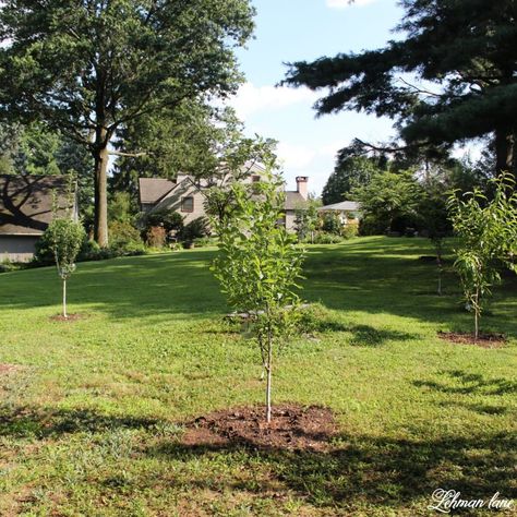 My Simple Trick for How to Keep Deer Out of the Garden - Lehman Lane Apple Tree Protection From Deer, Fruit Tree Protection From Deer, Deer Fence Around Fruit Trees, Protect Trees From Deer, Protect Fruit Trees From Deer, Fruit Trees Garden Design, Small Fruit Trees, Deer Deterent, Deer Garden