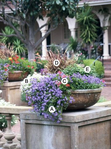 Purple fountain grass creates balance to the waves of blue nemesia in this gorgeous planting. Both of the plants are sized nicely for this lower-than-usual container. A. Nemesia 'Blue Bird': 3 B. Nemesia 'Compact Innocence': 1 C. Ivy-leaf geranium (Pelargonium 'Picasso'): 2 D. Purple fountaingrass (Pennisetum 'Rubrum'): 1 E. Zinnia 'Profusion White': 3 Licorice Plant, Fall Container Gardens, Scented Geranium, Fountain Grass, Potato Vines, Rose Trees, Garden Containers, Container Gardens, Plant Combinations