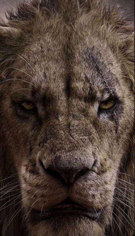 Lion King Lockscreen, Lion Hd Wallpaper, Lion King Animals, Wild Animal Wallpaper, Lion King Pictures, Tupac Pictures, Wild Animals Photos, Messi Vs, Lion Wallpaper