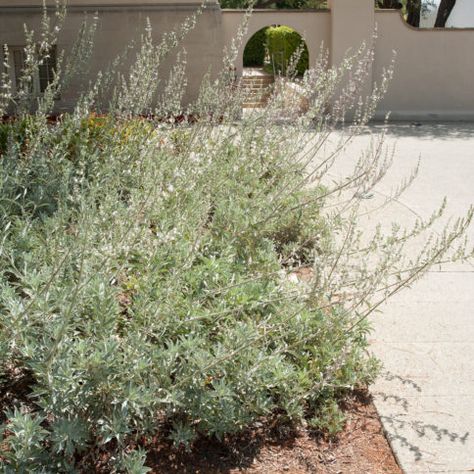 White sage - Inland Valley Garden Planner White Sage Plant, Sage Garden, Sage Plant, Hummingbird Plants, Waterwise Garden, California Native Plants, California Garden, Garden Planner, White Sage