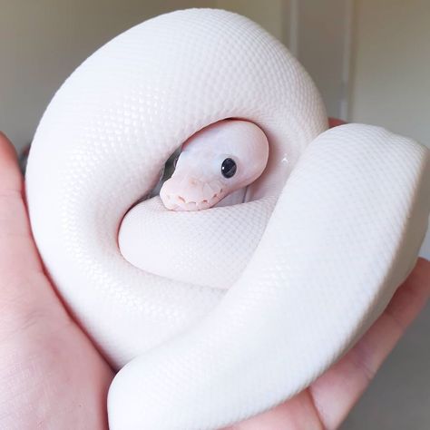 White Snake Aesthetic, White Snake Art, Cute Snakes, Snake Cute, Snake Pet, Pic Funny, White Python, Pretty Snakes, Albino Animals