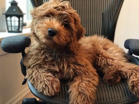 Mini Goldendoodle Puppies Goldendoodle Miniature, Dog Doodle, Puppy Starter Kit, Mini Goldendoodle Puppies, Goldendoodle Puppy For Sale, Puppy Blanket, Goldendoodle Puppies, Mini Doodle, Dog Haircuts