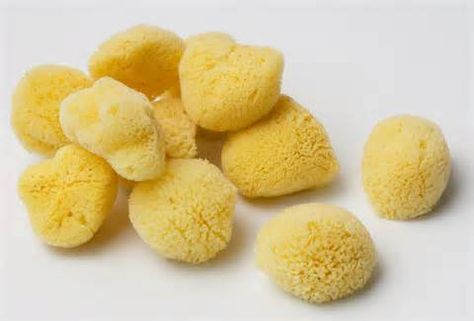 In order to choose best Sea Sponges Suppliers keep follows these tips. Quality matters a lot when it comes to Sea Sponges therefore opt for quality suppliers. Phylum Porifera, Natural Sea Sponge, Natural Sponge, Sea Sponge, Facial Sponges, Kingdom Animalia, Bath Sponge, Kitchen Dinnerware, Bath Brushes