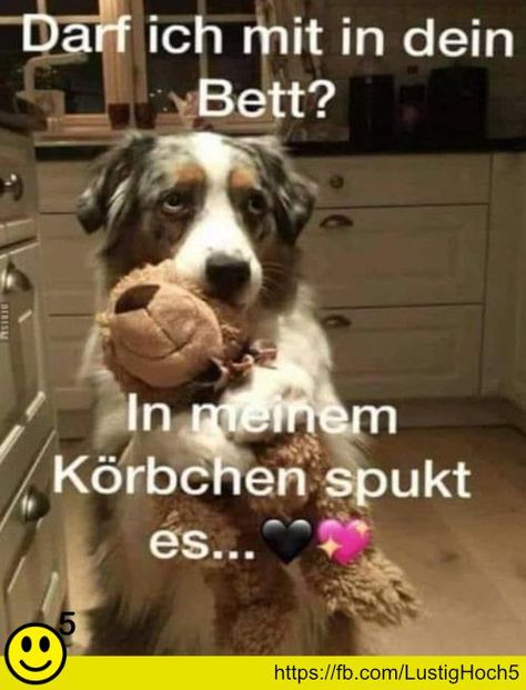 Funny Friday Memes, Funny Jokes To Tell, Slaap Lekker, Carl Grimes, Go To Bed, Sweet Dogs, Funny Dog Videos, Daryl Dixon, Dog Gifs