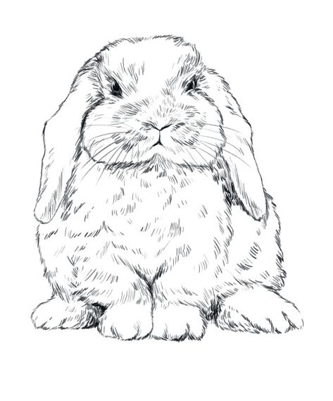 Holland Lop Bunny Tattoo, Realistic Bunny Drawing, Mini Lop Bunny Tattoo, Lop Rabbit Drawing, Holland Lop Drawing, Lop Bunny Drawing, Holland Lop Tattoo, Cute Bunny Sketch, Drawing A Bunny