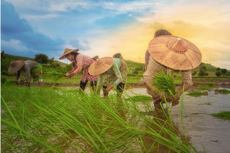 Farmer farming in rice field. Farmers farming rice plants in the rice field: Sha #Sponsored , #SPONSORED, #AFFILIATE, #farming, #plants, #Sha, #rice Field Editorial, Shan State Myanmar, Rice Farmers, Shan State, Rice Plant, Farmer Outfit, Plant Outdoor, Rice Field, Healthy Food Options