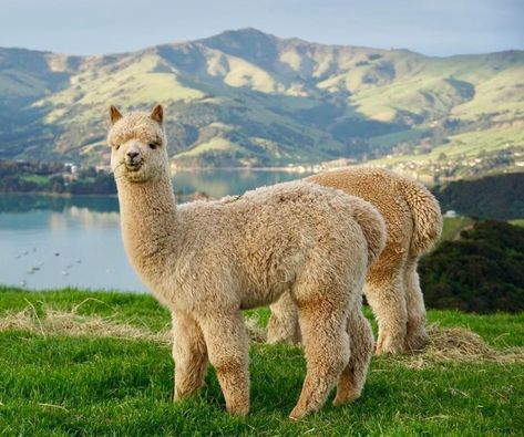 Llama And Alpaca, Alpaca Facts, Alpaca Farm, Animal References, Animal Species, Plant Species, Sea Level, Not Afraid, Cuteness Overload