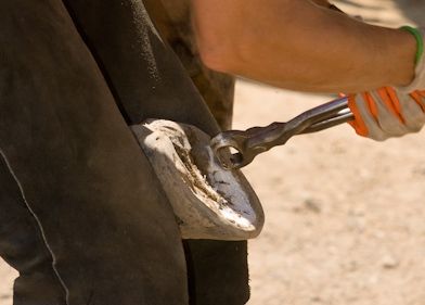 Basic Barefoot Hoof Trim Guidelines (And a Few Noteworthy Caveats) | EasyCare Hoof Anatomy, Reindeer Hooves, Horse Shoeing, Horse Hooves, Horse Nutrition, Trim Wall, Horse Hoof, Hitching Post, Horse Care Tips