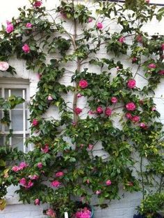 Camellias make excellent wall shrubs for a north-facing situation.  They are evergreen shrubs which flower during Winter and in Spring.  I have shown some of my favourite varieties elsewhere on this pinboard. Magical Garden, Evergreen Shrubs, Gorgeous Gardens, Front Garden, Dream Garden, Ikebana, Garden Planning, Backyard Garden, Cottage Garden