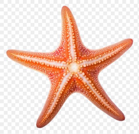 Starfish Art, Cute Laptop Stickers, Png Aesthetic, Shell Beach, Sketch Inspiration, Cute Images, Sea Animals, Sea Shell, Laptop Stickers