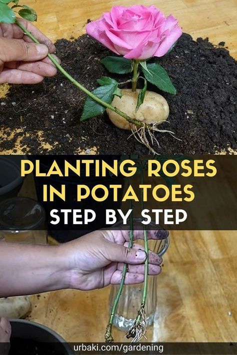 Planting Roses In Potatoes, Grow Roses In Potatoes, Rose Cuttings In Potatoes, Rooting Roses In Potatoes, How To Root Rose Cuttings, How To Plant A Rose From A Stem, Rose Cuttings Rooting, How To Root A Rose Stem, How To Propagate Roses From Cuttings