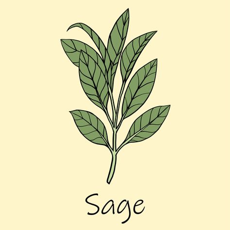 Doodle freehand sketch drawing of sage. 3527878 Vector Art at Vecteezy Sage Doodle, Sage Drawing, Doodle Google, Freehand Sketch, Plant Doodle, Sage Plant, Plant Drawing, Plant Art