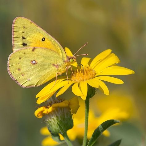 Clouded Sulphur Butterfly, Sulphur Butterfly, Attracting Butterflies, Piercing Inspiration, Pet Project, Prairie Garden, Fine Art Landscape Photography, Yellow Houses, British Wildlife