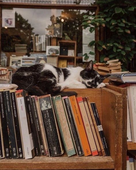 Bookstore Cats, Cats Books, Bookstore Cafe, Cats And Books, Pile Of Books, Book Photos, Photographie Portrait Inspiration, Image Chat, Cat Books