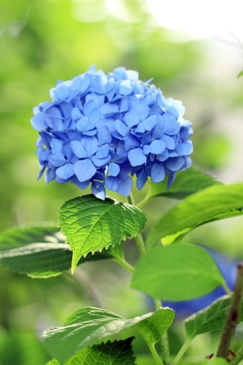 Sky Blue Flowers, Beautiful Blue Flowers, Blue Hydrangea Flowers, Peonies And Hydrangeas, Blue Garden, Pink Hydrangea, Flower Blue, At Noon, Pretty Plants