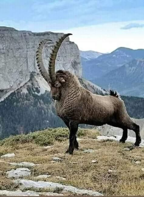 The Alpine ibex, also known as the steinbock, bouquetin, or simply ibex, is a species of wild goat that lives in the mountains of the European Alps. Hooved Animals, Alpine Ibex, Box Sculpture, Regnul Animal, Mountain Goats, Unique Pictures, Paradise Lost, Unusual Animals, Rare Animals