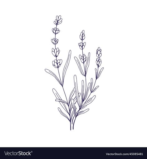 Lavenders outlined lavanda flowers french vector image Lavender Outline Tattoo, Lavender Line Drawing, Lavender Outline, Random Diys, Emo Tattoos, Embroidery Napkins, French Provence, Silhouette Clip Art, Drawing Quotes