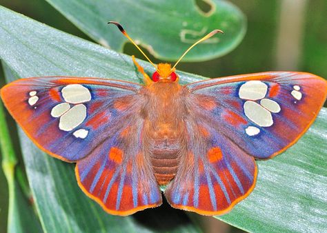 Butterfly Species, Moth Caterpillar, Butterfly Photos, Flying Insects, Beautiful Bugs, Butterfly Pictures, Creepy Crawlies, Butterfly Kisses, Airbrush Art