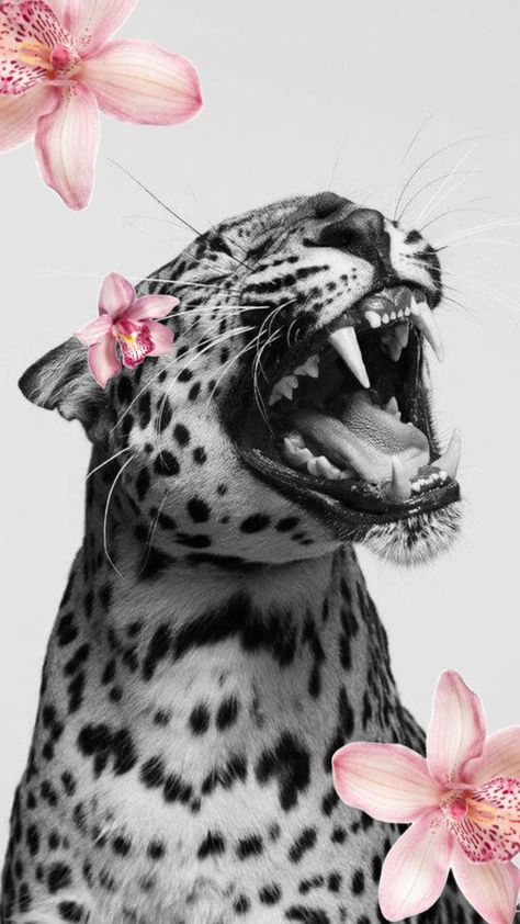 Tiger Wallpaper Iphone, Jaguar Pictures, Glamour Wallpaper, Cheetah Wallpaper, Rhinestone Designs Pattern, Tiger Wallpaper, Iphone Wallpaper Classy, Tiger Pictures, Mac Wallpaper