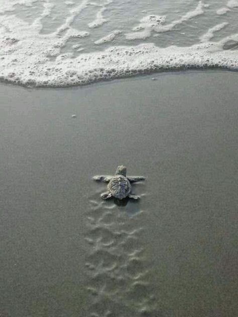 Baby sea turtle Baby Sea Turtle, Turtle Love, Baby Turtles, Into The Wild, Ocean Life, A Sea, Dream Job, The Sand, 귀여운 동물