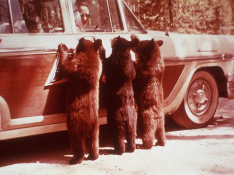 Three begging black bear cubs: Photos like these inspired visitors to come to the park to interact with bears—and to wrongly assume that such bears would be harmless. Black Bear Cub, Yellowstone Park, Three Bears, Love Bear, Old Car, Bear Cubs, Appaloosa, Quarter Horse, Jolie Photo