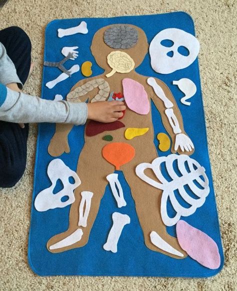 Kid Science, Science Toys, Felt Board, Toddler Learning Activities, Montessori Activities, Toddler Learning, Human Anatomy, Science For Kids, Preschool Learning