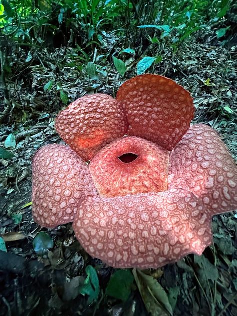 As a parasite, Rafflesia lives attached to the roots or stems of its host plant. "It is the host who provides them with food, water and breeding grounds," said Sofie. Rafflesia does not have stems and leaves, because it does not need them. It reproduces by seeds produced by female flowers. Embark on a 3-day jungle trek to see orangutans, flora, and fauna in Gunung Leuser National Park with Ketambe Adventure. WhatsApp: 081370326036 Gunung Leuser National Park, The Host, The Roots, Flora And Fauna, Trekking, National Park, National Parks, Seeds, Composition