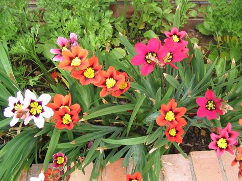 Sparaxis tricolor - Harlequin flower Sparaxis Flower, Tri Color, Plants, Flowers