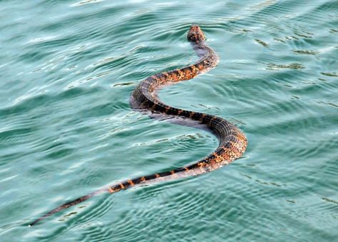 Cotton Mouth Snake, Snake In Water, Water Moccasin Snake, Snake Identification, Water Snakes, Garden Snakes, Venomous Snake, Water Snake, Poisonous Snakes