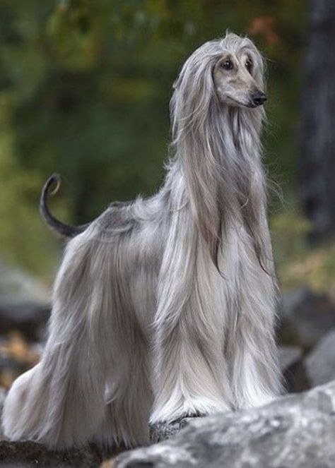 ♔ Lévrier Afghan ♔ Afghan Hound Afghan Hound Dog, Afghan Dogs, Cute White Cats, Afghan Hound Puppy, Dog Breeds Pictures, Afghan Hounds, Puppies Cute, Most Beautiful Dogs, Hound Puppies