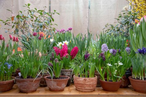 What To Know About Planting Bulbs in Pots | The Family Handyman Potted Tulips, Bulbs In Pots, When To Plant Tulips, Farm Tips, House Gardening, Growing Bulbs, Planting Tulips, The Family Handyman, Lily Bulbs